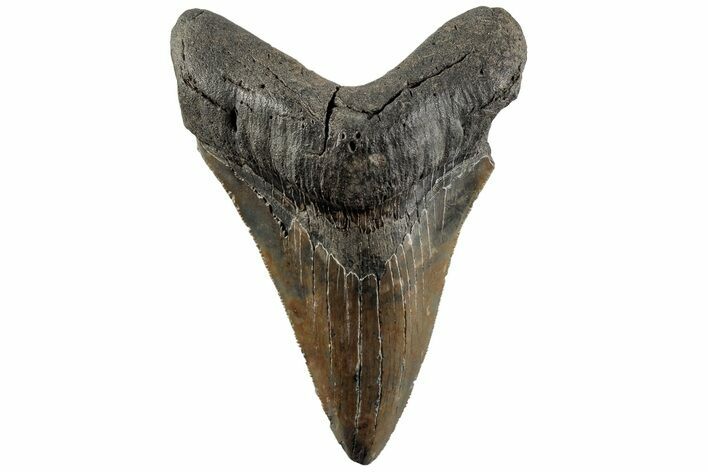 Serrated, 4.19" Fossil Megalodon Tooth - South Carolina
